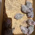 فروخ كنيور