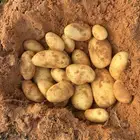 المزارع تاجر