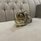 قطة للبيع سكوتش ستريت