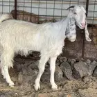 جفر1 ثنيه