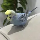 بادجي متكلم