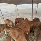 سواكن حمري