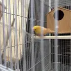 زوج كناري للبيع او البدل