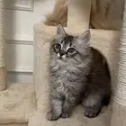 قط للتبني