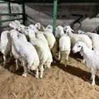 ذبايح بلدي حري وتيوس عوارض مع خدمه الذبح والتوصيل