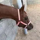 حصان واهو معسوف