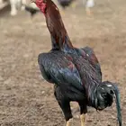 ديك بكستاني سندي