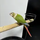 كنيور اناناس اليف هدد متكلم