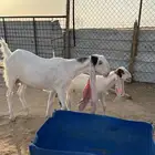 للبيع عنز هولنديه متبع