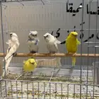 طيور