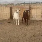 معزا للبيع