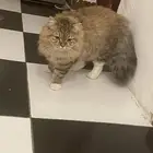 قطه عمر 6 اشهر ونصف نوعها مين كون النادر