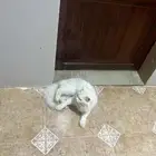 قط شيرازي ل التبني الموقع محافظه اضم