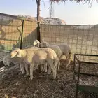 طليان حرية 5 اشهر