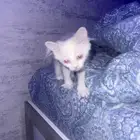 قطه هملايا للبيع مستعجل