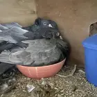 جوز حمام مصري منتج وحاليا مبيض