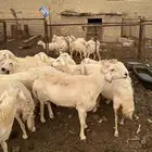 محايل عسير خروف فحل