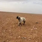 فحول نعيم صنف واحد مشلع رباع وواحد توشلع سدس