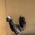 ديك اندنوسي اسود