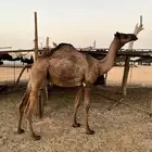 بكره شحممم