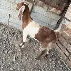 عنز طيبه للبيع