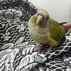 كينور اناناس