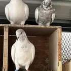 حمام عشة كامله