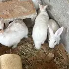 ارانب فرنسي كبار