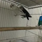 جوز روز