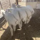 طليان