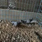 طبه صنعاوي