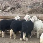 طليان جذعان نجاد