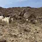 غنم بهم للبيع