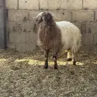 خروف نعيم تم البيع