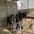 معراء للبيع