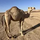 بكره مفروده