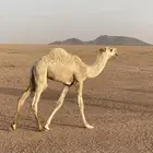 قعدان حليب العمر 5 ونص