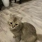 قطه للتبني حامل شيرازي العمر سنه