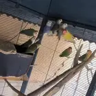 طيور روز للبيع