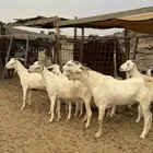 معزا برص دفيع ومضاريع