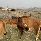 ثور بلدي