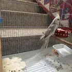 كروان الون رصاصي