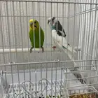 جوز عصافير الحب للبيع