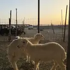 رخال ثنتين