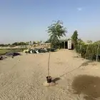 نيم