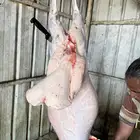 خروف حري هجين مع نعيم شي فاخررر لاهل الجزاله ومدور الجزل