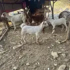 10 من الغنم عليها 3 وفيها 3 قرايب غنم طيبه جدا