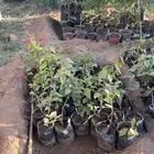 شتلات ب احجام مختلفه و اسعار مختلفه