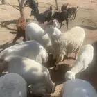 الوديين