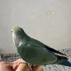 طير روز هدد اليف انثى